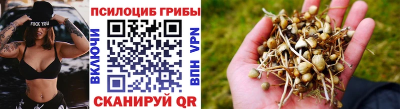 Псилоцибиновые грибы Psilocybe  наркота  Спасск-Дальний 